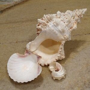 Set of 3 natural seashells conch